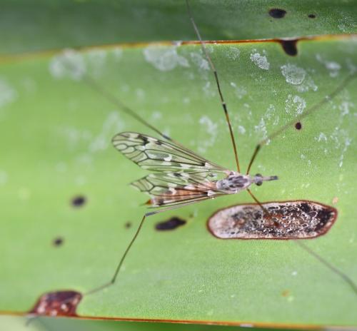 Réf. 268 651 : Tipula sp.